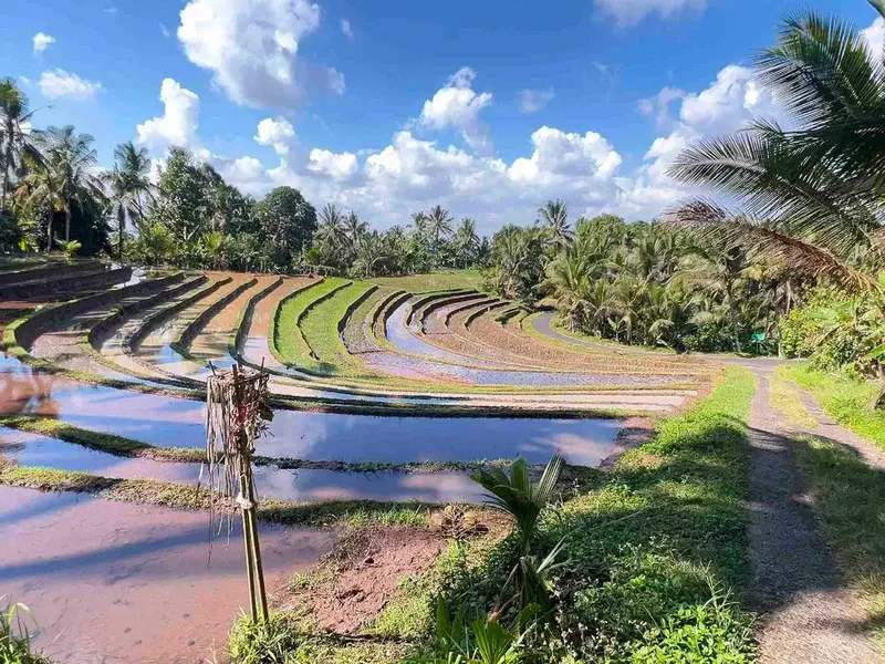 jual tanah kebun view sawah dan lembah indah di selemadeg timur tabanan bali. - Real Estate in Bali