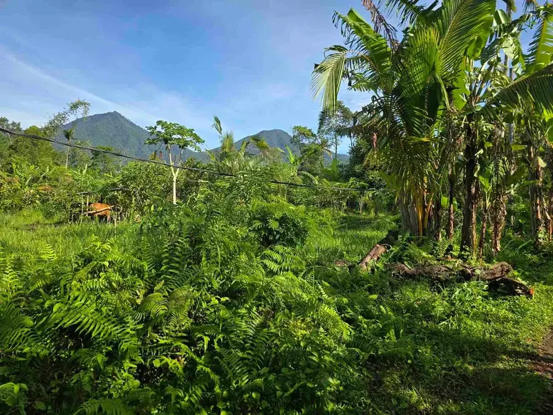 Dijual tanah murah view gunung cantik di tabanan bali - Bali in Bali