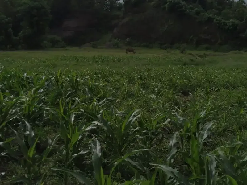 Tanah Buleleng Singaraja celukan bawang gerokgak (IT) - Real Estate in Bali