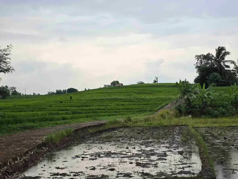 Dijual tanah murah view sawah dekat kota di tabanan bali - Real Estate in Bali