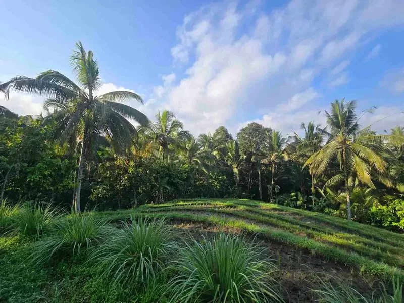 Dijual tanah kecil sawah dan kebun di lingkungan villa tabanan bali - Real Estate in Bali