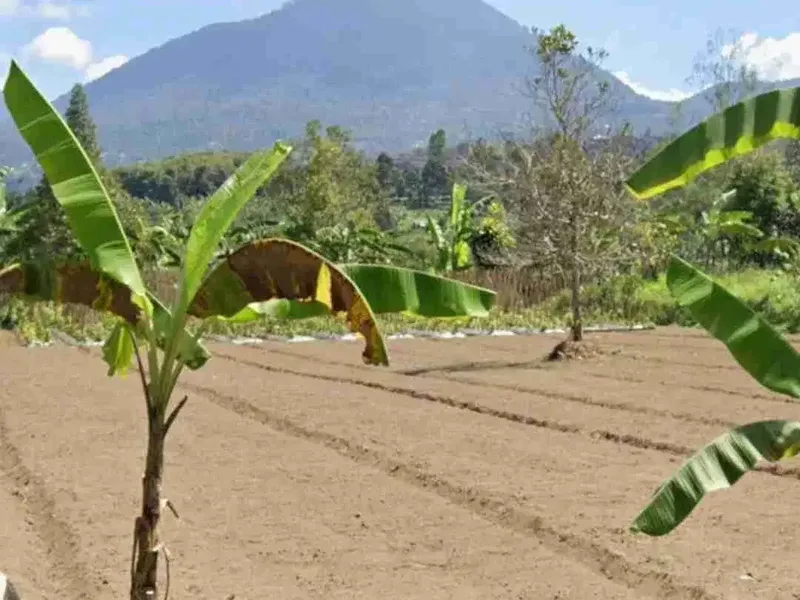 Tanah Kebun View Gunung di Baturiti dekat Bedugul Bali - Real Estate in Bali
