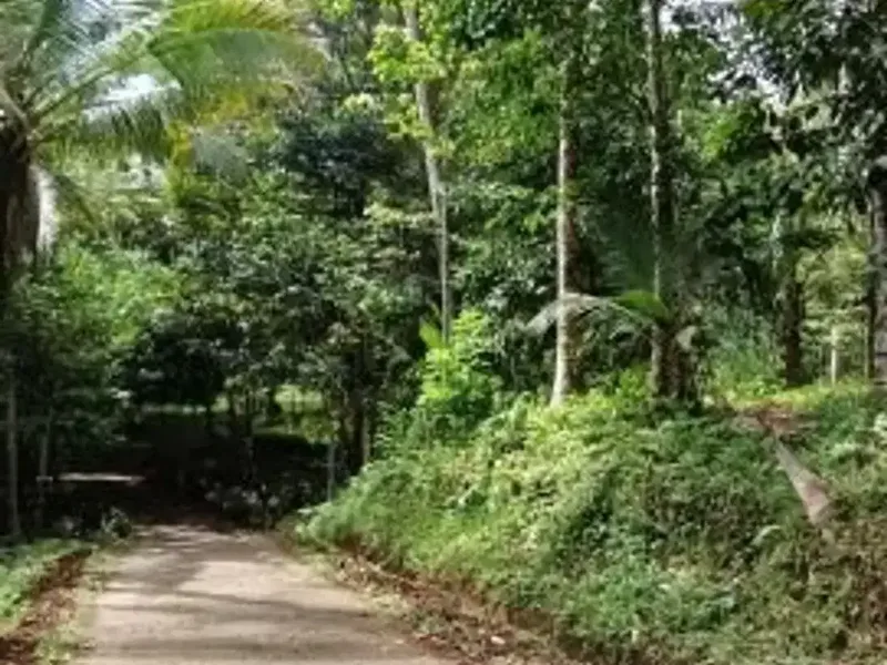 Kebun Durian dan Manggis dekat Villa Bali Lush Tabanan - Real Estate in Bali