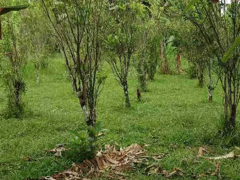 tanah cantik zona kuning di tegalalang Bali - Real Estate in Bali