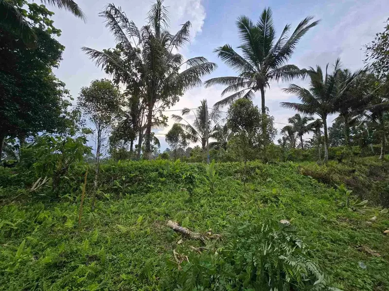 Dijual tanah kosong murah di tabanan bali - Real Estate in Bali