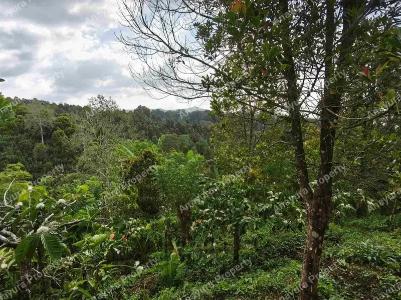 Tanah Wanagiri Bedugul, Dekat Munduk - Real Estate in Bali