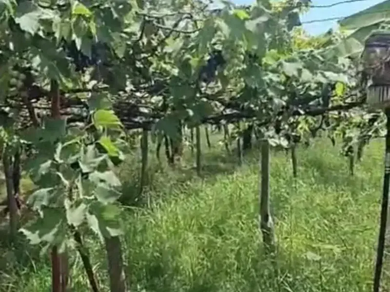 DIJUAL TANAH KEBUN ANGGUR – DENCARIK, SINGARAJA - Bali in Bali