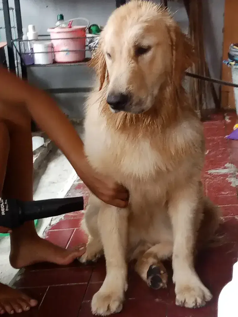 Mora Pet Grooming - Other in Bali