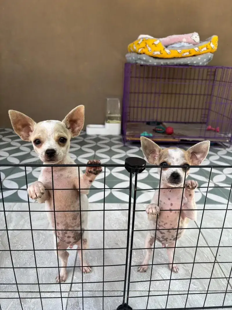 Chihuahua Jantan - Other in Bali