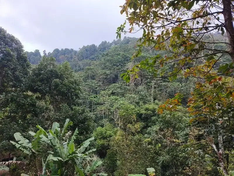 Dijual tanah murah los sungai dan view lembah dan bukit di bali - Real Estate in Bali