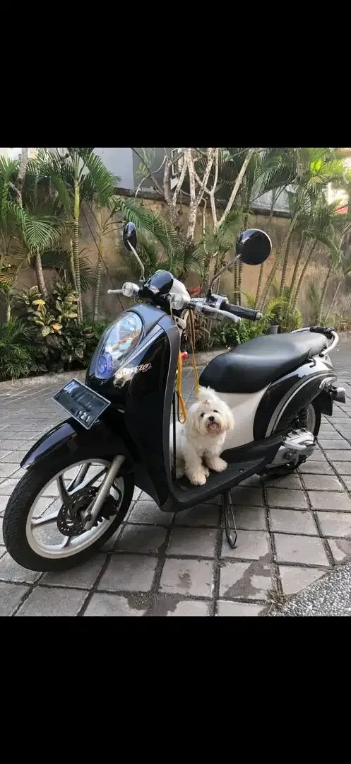 Honda scoopy motor - Vehicles in Bali