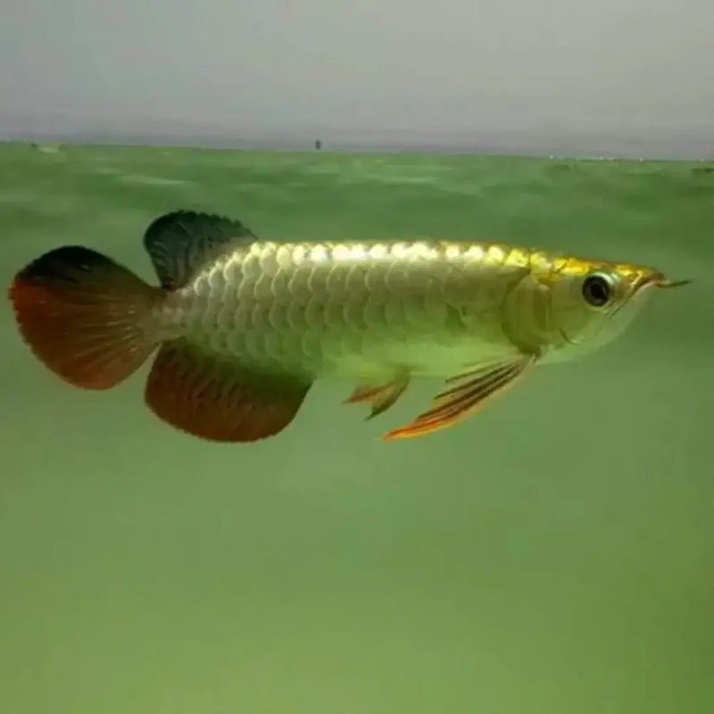 Arwana / Arowana Crossback 24K Malaysia - Other in Bali