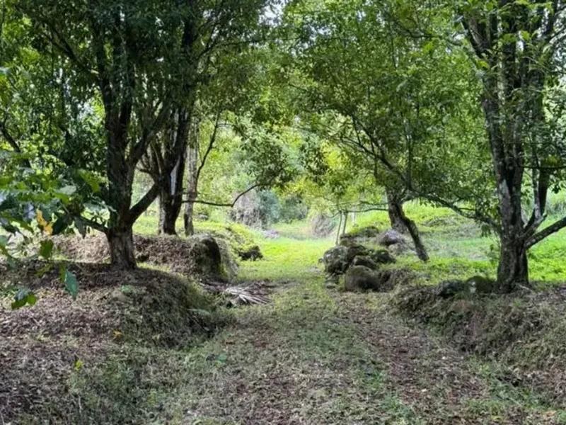 TANAH TIGAWASA LOVINA BULELENG - Real Estate in Bali
