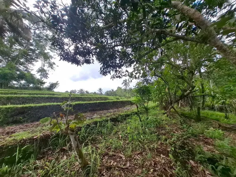 Dijual murah tanah kebun view sawah dan los sungai - Real Estate in Bali