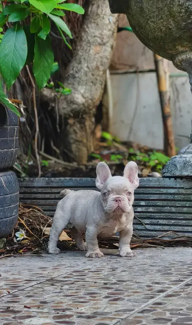 French bulldog puppies rare colour male - Other in Bali