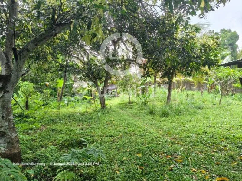 Tanah di Singaraja Bali Dekat Bedugul - Bali in Bali