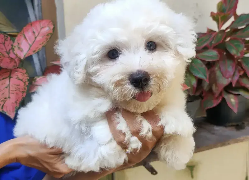 DIJUAL MURAH BICHON FRISE BETINA STAMBUM VAKSIN KUALITAS BAGUS - Other in Bali