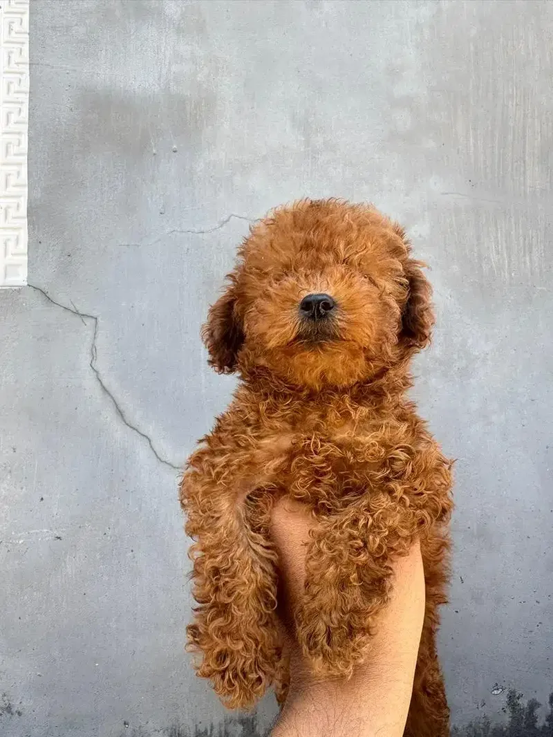 Toy Poodle podle pudel - Other in Bali