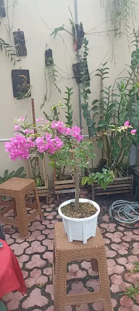 Bougenville banyak pilihan - Home & Garden in Bali