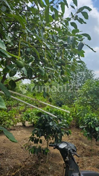 Dijual Kebun Alpukat Has Luas 3 Hektar SHM Wanagiri Buleleng Bali - Real Estate in Bali