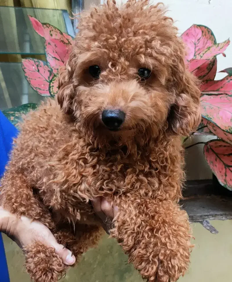 DI JUAL MURAH TOY POODLE Apricot JANTAN STAMBUM VAKSIN KUALITAS BAGUS - Other in Bali