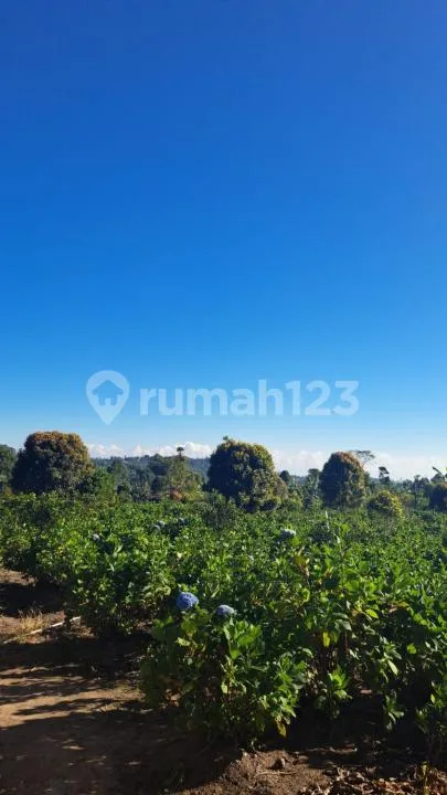 Tanah Lebar Depan 80 Meter Munduk Gobleg #8904 - Bali in Bali
