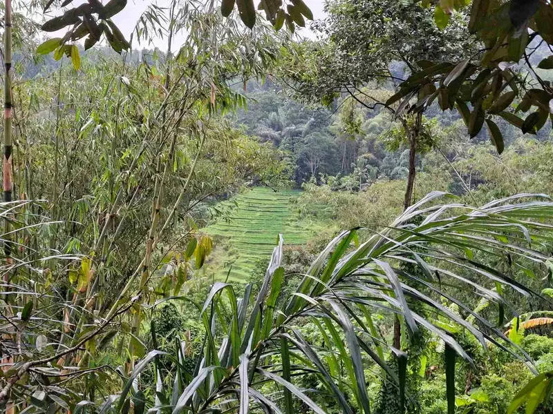 tanah view sawah dan gunung dekat wisata unesco jatiluih - Real Estate in Bali