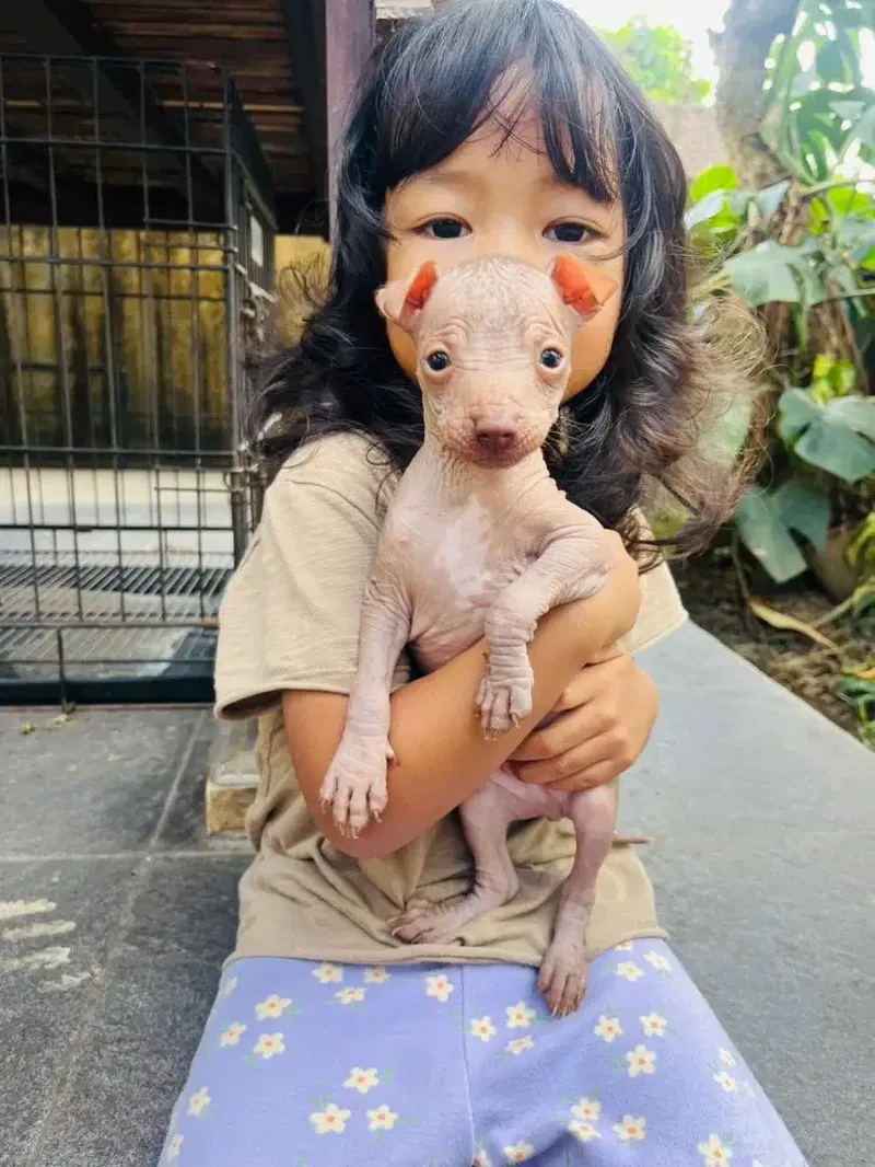 Xoloitzcuintle / Mexican Xolo - Other in Bali