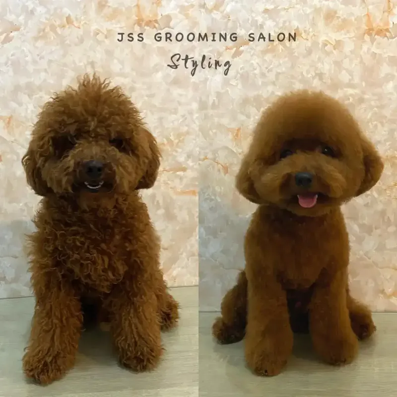 Grooming anjing denpasar selatan - Other in Bali