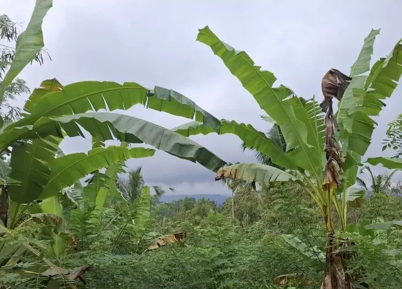 Dijual tanah kebun kopi dapat view laut dan lembah - Bali in Bali