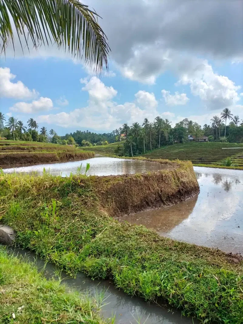 Dijual Murah Tanah SHM Lt 4300 m2 di Penebel Tabanan Bali - Bali in Bali