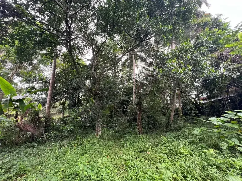 Exceptional Leasehold Land in Ubud - 19 Are Prime Land with Peaceful Jungle View near Ubud Center - Real Estate in Bali