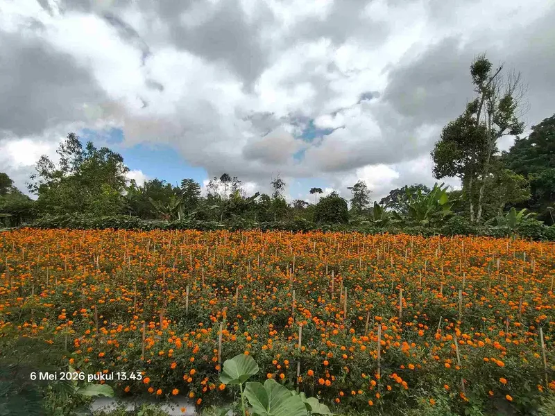 Tanah Kebun bisa untuk Kandang Peternakan di Kintamani Bali - Real Estate in Bali