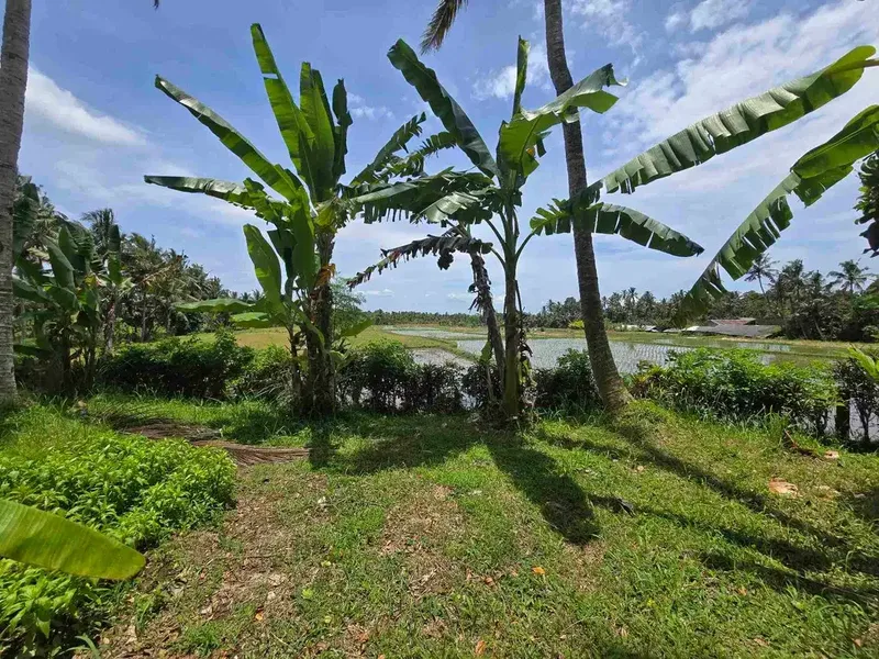 Dijual tanah view sawah zona kuning di kerambitan tabanan bali - Bali in Bali