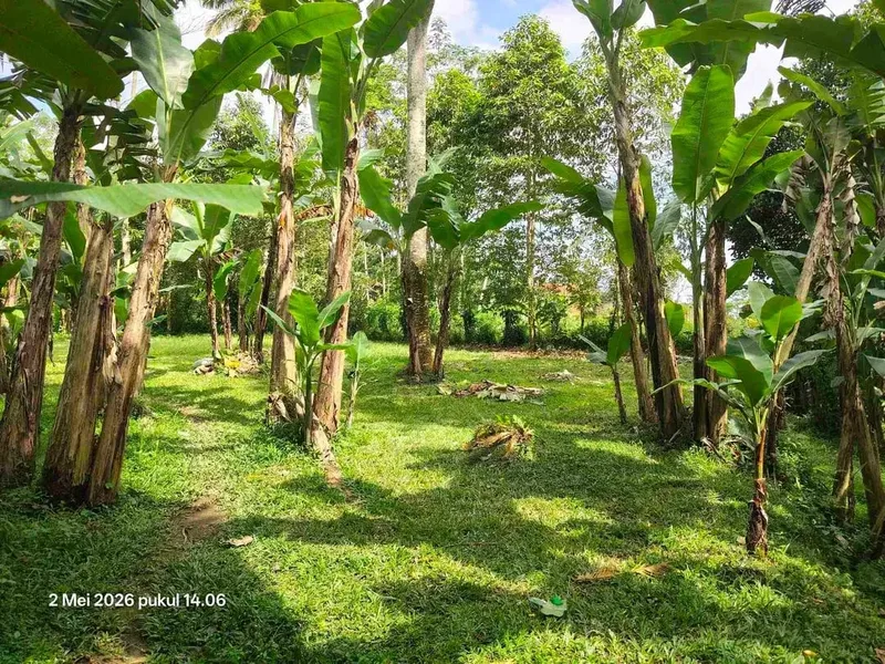 Tanah Zona Kuning 30 Menit dari Central Ubud Bali - Real Estate in Bali