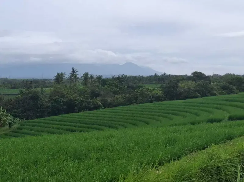 Dijual tanah sangat murah di kawasan villa klecung view gunung sawah - Bali in Bali