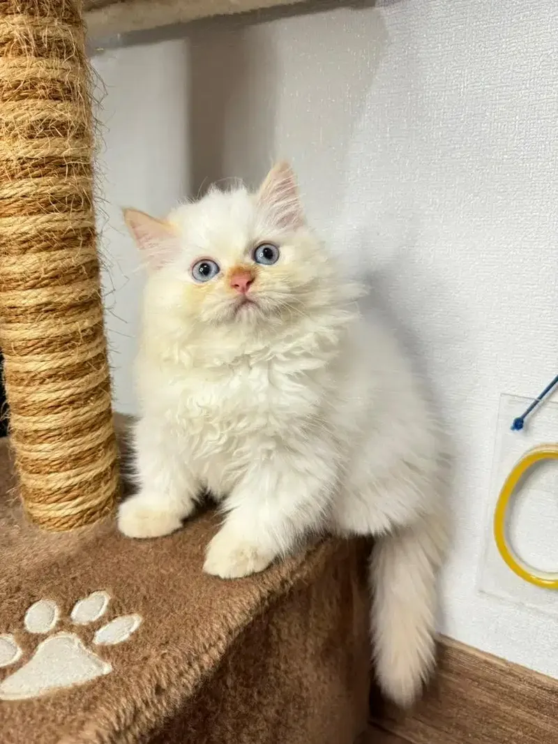 Kitten Kucing Persia - Other in Bali
