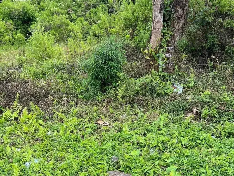 Dijual tanah lokasi PREMIUM di bedugul ( sebelah hotel the danau bedugul ) - Real Estate in Bali
