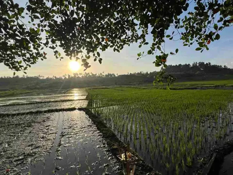 jual tanah pinggir jalan utama view sawah dekat kota tabanan bali - Bali in Bali