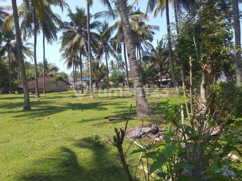 Tanah Kebun Kelapa Aktif Dan Tembus Pantai Di Jembrana - Real Estate in Bali