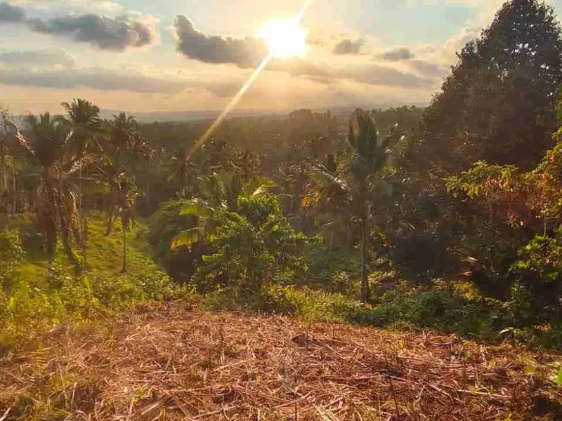 jual tanah kebun view sawah lembah dengan sunset yang cantik di tabanan bali - Real Estate in Bali