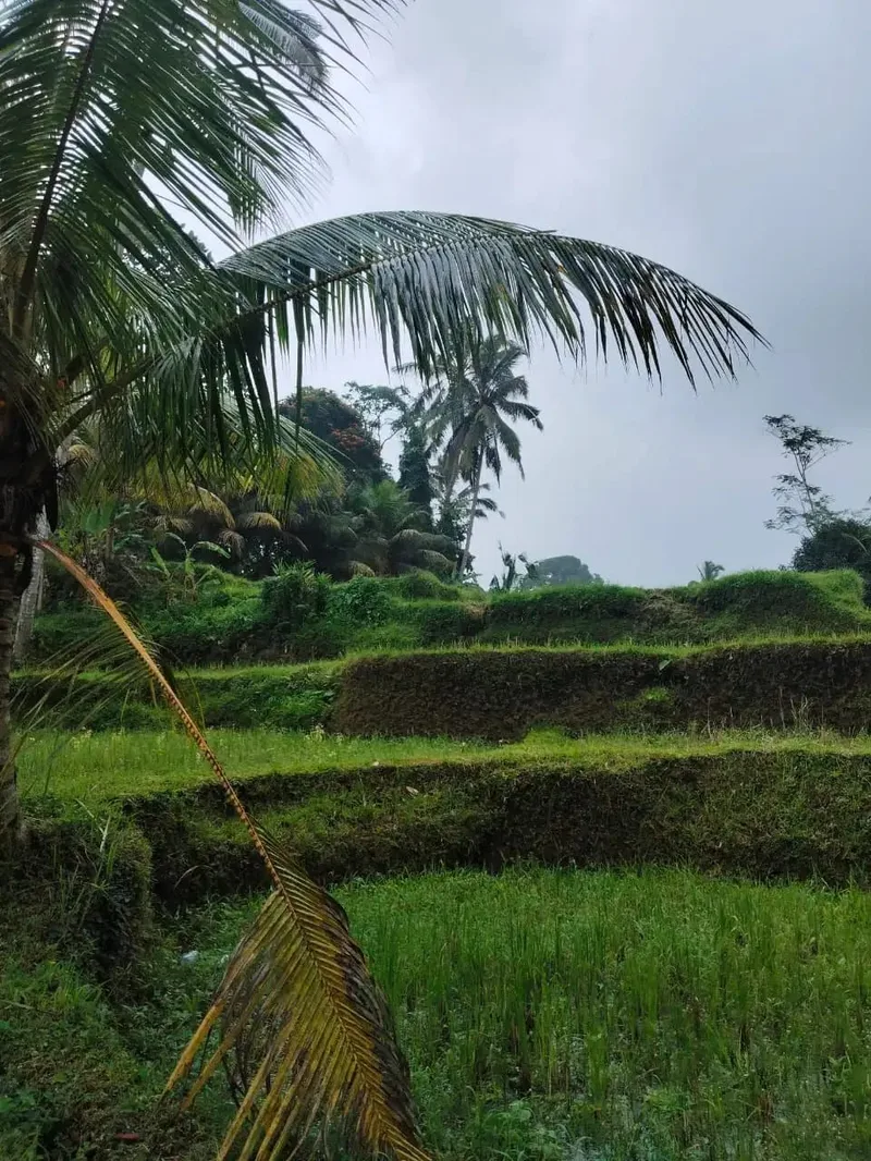 Tanah 5200m² View Jungle dan Sawah Eksotis di Kendran Ubud - Real Estate in Bali