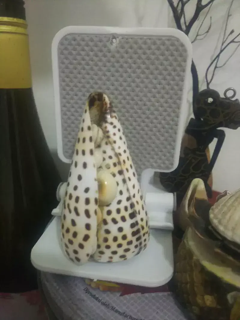 Fosil kerang brahma motif ada kol buntetnya - Hobbies & Sports in Bali