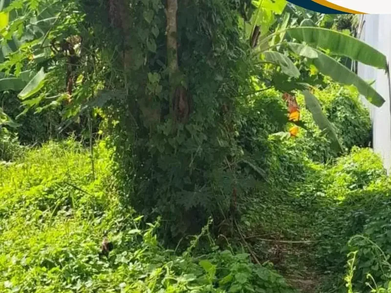 DI JUAL TANAH PINGGIR JLN UTAMA / COCOK UNTUK SEGALA JENIS USAHA - Real Estate in Bali