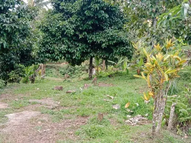 Tanah Perkebunan Durian - Bali in Bali
