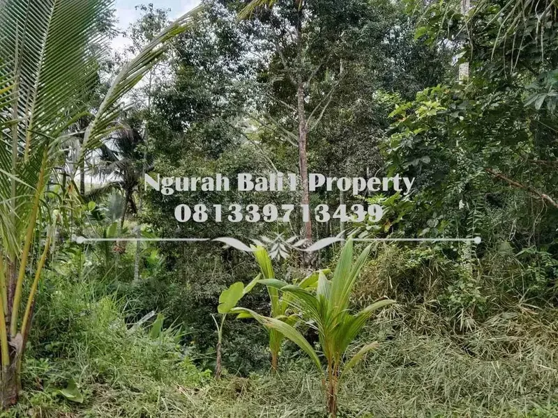 Disewakanl Tanah Murah Luas 55  Are Pemandangan Hutan di Ubud Pejeng - Real Estate in Bali