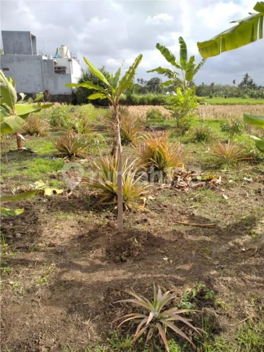 Tanah Perumahan View Sawah Dekat Living World Mall - Real Estate in Bali