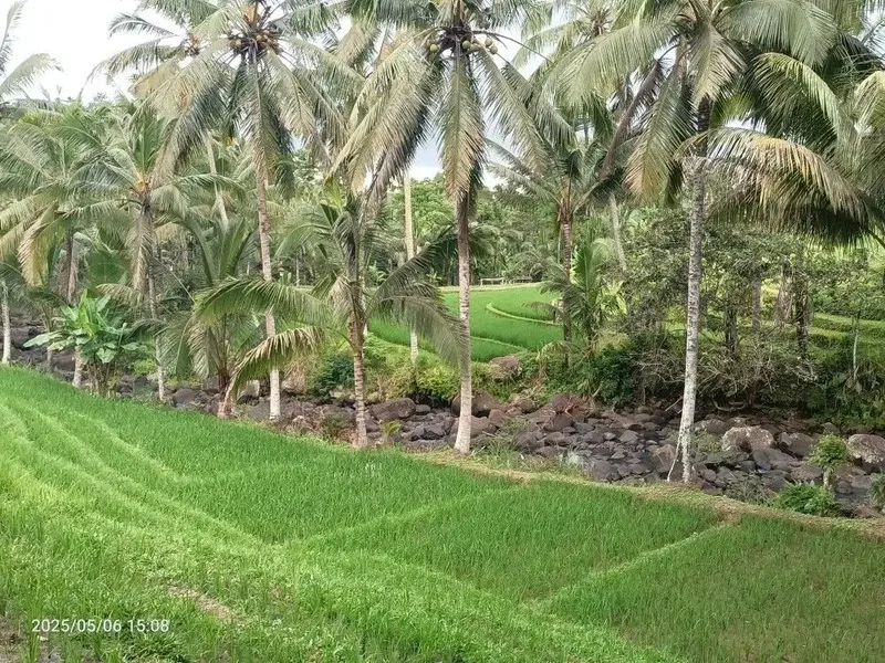 Tanah View Sawah dan Sungai dekat Villa Bali Lush dan Green Retreat - Bali in Bali