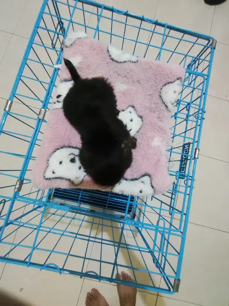 Murah meriah Tiny Poodle mix - Other in Bali