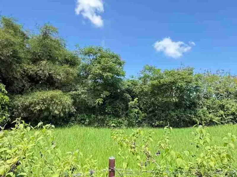Tanah bagus sangat cocok untuk di bangun villa - Real Estate in Bali